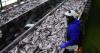 Bycatch: What to know about the fish issue taking the spotlight in Alaska’s U.S. Senate race