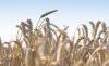 Puratos expands regenerative agriculture for US wheat