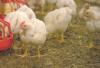 Spain loses 52,000 more broilers to Newcastle disease