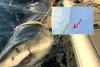 Record-breaking shark may be cruising toward New Jersey beaches