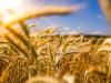 Texas Just Awarded $22M To Help Save Local Ag Business