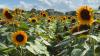 The South Carolina Sunflower Festival | Making It Grow