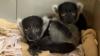 Critically endangered baby lemur twins born at Central Park Zoo