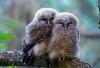 States can’t fill the gap left by new endangered species rule, experts warn
