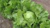 Jamaica closely monitoring imports of plant products from United States
