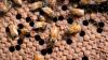 France reintroduces ‘bee-harming pesticides’, environment minister to quit