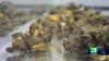 Yolo County officials unanimously approve local emergency for invasive golden mussels