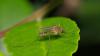 CDC Issues Travel Warning After Outbreak Of Deadly Incurable Mosquito Virus
