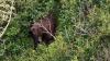 Woman attacked by brown bear while hiking with friend and 3 dogs near Alaska state park