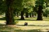 ECFR’s summer entertainment list 2026