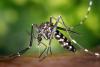 US Issues Chikungunya Alert for Costa Rica Travelers