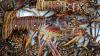 Florida's lobster mini-season is coming up. Here's what you need to know