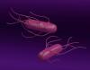 Vibrio on the rise as climate warms the Chesapeake Bay