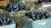 Harrietta Blueberry Festival returns August 1 with live music and markets