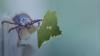 Another person in Maine sickened by the rare Powassan virus