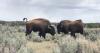 How to stay safe around Utah's largest land mammals