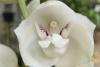 These five orchids mimic humans, babies and animals — and it’s all part of nature’s evolution