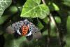 Spotted lanternfly reaches Kanawha County as invasive pest spread across West Virginia