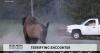 Grandfather speaks out after being attacked by bison in Yellowstone National Park
