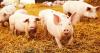 WATCH | Disease outbreaks threaten pork prices