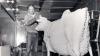 Photos: Ohio State Fair Butter sculptures through the years      