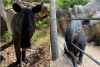 Denver Zoo brings in new old tapir friend