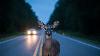 Researchers put 23 deer in a 95-meter chute facing oncoming headlights, and what the animals did in those final seconds upended what automakers thought they knew about the crash