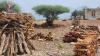 Illegal logging: Depletion threatening Yemen's environmental future: Report