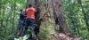 Reporting on an emblematic Amazonian tree helps spotlight new protections in Brazil