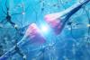 A Single Human Neuron Is Far More Powerful Than Scientists Thought