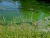 Idaho’s Brownlee and Hells Canyon reservoirs under health advisory