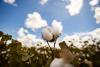 Cotton prices rally as Texas growing conditions turn mixed