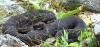 Check Out All 39 of New Hampshire's Wild Reptiles and Amphibians