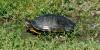 Pet owners’ buyer’s remorse is threatening Vermont’s native turtles