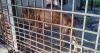 Abandonment of the lion reported at the zoo in Florida, Camagüey