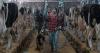 Canadian dairy farmers say they have been bracing for Trump’s tariffs to target dairy