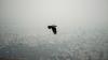 Iran war is harming rare wildlife