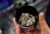 Marijuana repeal ballot question to go before voters this November, after last-ditch challenge fails