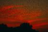 Missouri Radar Captures Thousands of Bats in Flight