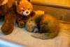 Santa Barbara Zoo Suffers Loss of One Red Panda Cub; Sibling Transferred to Incubator & Receiving Specialized Veterinary Care