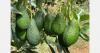 Morocco's avocado sector banks on mild August after May heat losses