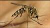 West Nile virus detected in South Carolina mosquitoes