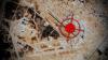 Iranian Strikes On US Bases In Jordan Aided By ‘Accurate Intel’ From Locals, IRGC Says