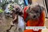 Texas officer races from drain to drain in storm, pulls blind dog from rising water