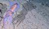 Rare footage reveals elusive Arctic bobtail squid mom with clutch of eggs