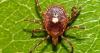 Tennessee residents urge caution as tick bite cases surge nationwide