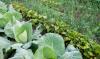 Gardeners shared their favorite garden smells, and tomato leaves kept stealing the show