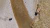 Alaska filmmaker's final footage of Lucy and Peanut reveals a harsh reality for brown bears