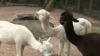 Celebrating National Zookeeper Week at Zoo Atlanta