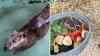 Illinois farm sanctuary gives update on rescued beaver with neurological issues